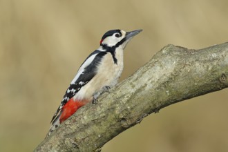 Great spotted woodpecker (Dendrocopos major), male, sitting on a branch, wildlife, animals, birds,