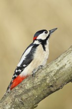 Great spotted woodpecker (Dendrocopos major), male, sitting on a branch, wildlife, animals, birds,