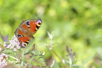 Peacock butterfly (Inachis io) sucking nectar on butterfly bush (Buddleja davidii), in a natural