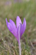 Autumn crocus (Colchicum autumnale), half-opened flower in a meadow, endangered, protected