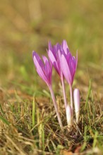 Autumn crocus (Colchicum autumnale), half-opened flowers in a meadow, endangered, protected