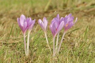 Autumn crocus (Colchicum autumnale), half-opened flowers in a meadow, endangered, protected