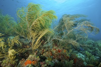 Underwater photo of Slimy Sea Plume (Pseudopterogorgia americana) Horn coral Horn coral species