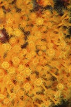Underwater photo of colony of passively toxic poisonous marine animal Yellow cluster anemone