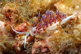 Underwater photo of nudibranch (Cratena peregrina) travelling thread snail with long appendages,