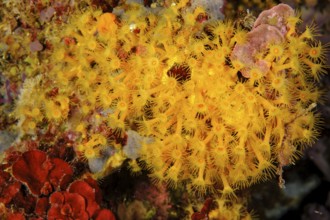 Underwater photo of colony of passively toxic poisonous marine animal Yellow cluster anemone