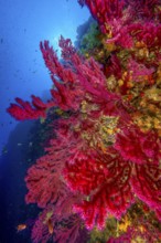 Underwater photo of Large fan of Red Violescent sea-whip (Paramuricea clavata), Mediterranean fan