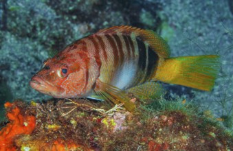 Underwater photo of close-up of Painted Comber (Serranus scriba), colour variant with red head,