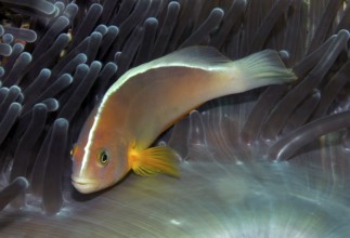 Underwater photo close-up symbiotic behaviour of orangeback white anemonefish (Amphiprion