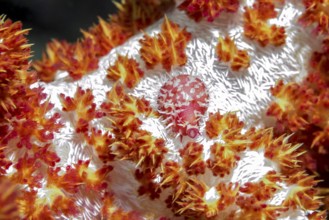 Underwater photo extreme close-up of egg cowrie (Diminovula punctata) Synonym (Ovula punctata)
