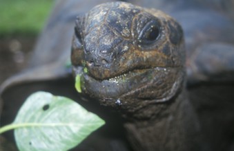 Giant tortoise on Chapwani Island near Zanzibar, Tanzania, Africa, June 2000, vintage, retro, old,