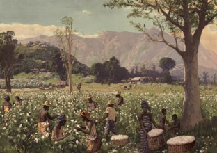 Cotton harvest in the German colony of Togo, Africa, authentic reproduction of a school mural,