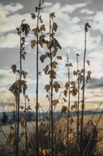 Dried leaves on branches against a cloudy sky, melancholy autumn picture, Ternitz, Lower Austria,