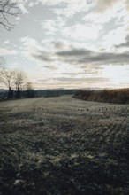 Field at sunrise, barren trees on horizon and cloudy sky, Ternitz, Lower Austria, Austria