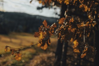 Autumn leaves in sunlight, golden lighting, Ternitz, Lower Austria, Austria