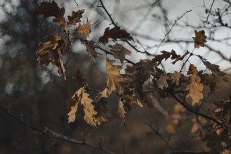 Close-up of dried oak leaves on a branch, Ternitz, Lower Austria, Austria