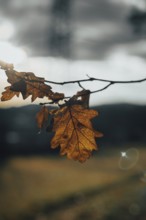 An oak leaf against the sun shows the fine leaf structures, Ternitz, Lower Austria, Austria