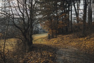 A wooded trail with autumn leaves, Ternitz, Lower Austria, Austria