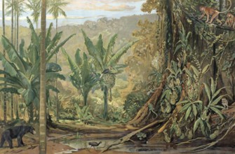 Jungle in Borneo, an island in the Malay Archipelago in Southeast Asia, Sunda Island, authentic