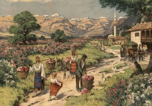 Rose harvest for perfume production in Bulgaria, authentic reproduction of a school mural,