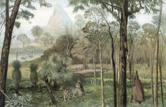 Eucalyptus forest in South Australia, authentic reproduction of a school mural, historic, around