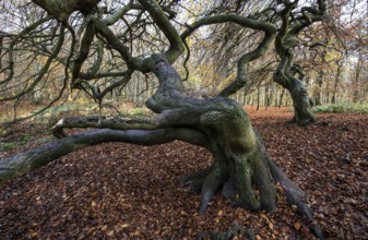 SÃ¼ntelbuchen (Fagus sylvatica), cripple beeches, Hexenwald, Semper Forest Park, near Lietzow,