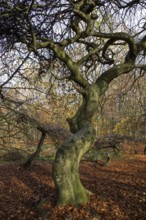 SÃ¼ntelbuchen (Fagus sylvatica), cripple beeches, Hexenwald, Semper Forest Park, near Lietzow,