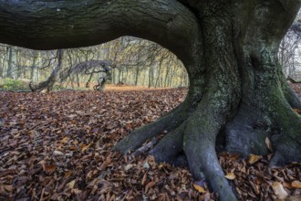 SÃ¼ntelbuchen (Fagus sylvatica), cripple beeches, Hexenwald, Semper Forest Park, near Lietzow,