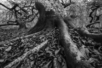 SÃ¼ntelbuchen (Fagus sylvatica), cripple beeches, Hexenwald, Semper Forest Park, black and white