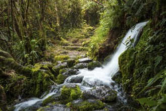Hiking trail in the forest, waterfall on the trail, ferns, mosses and lichens. Dawson Falls Walking