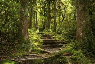 Hiking trail in the forest, old trees, ferns, mosses and lichens. Dawson Falls Walking Tracks,