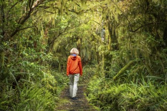 Female hiker on hiking trail in Goblin Forest, gnarled trees, ferns, mosses and lichens. Dawson