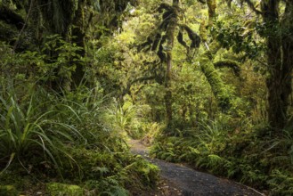 Goblin Forest hiking trail, gnarled trees, ferns, mosses and lichens. Dawson Falls Walking Tracks,