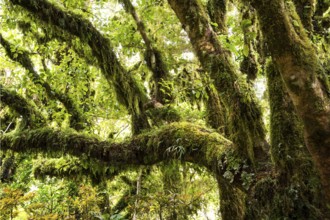 Gnarled tree with mosses and lichens, Goblin Forest, Dawson Falls Walking Tracks, Egmont National