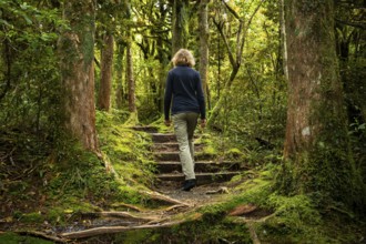 Female hiker on a hiking trail in the forest, old trees, ferns, mosses and lichens. Dawson Falls