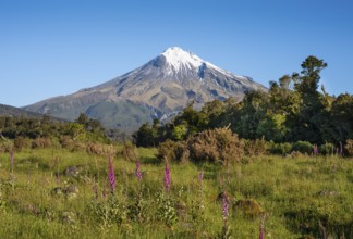 Mount Taranaki, in the foreground blooming foxglove (Digitalis purpurea) Egmont National Park,