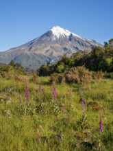 Mount Taranaki, in the foreground blooming foxglove (Digitalis purpurea) Egmont National Park,