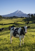 A herd of cattle in a pasture with Mount Taranaki in the background. Egmont National Park, Taranaki
