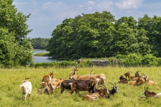 Domestic goats (Capra aegagrus) grazing in the Hullerbusch nature reserve, Carwitz, Feldberger