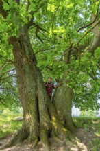 Hiker standing on an old oak (Quercus) in the nature reserve Hullerbusch, Carwitz, Feldberger