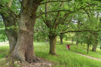 Hikers among old oak trees in the Hullerbusch Nature Reserve, Carwitz, Feldberger Seenlandschaft,