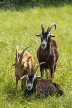 Domestic goats (Capra aegagrus) grazing in the Hullerbusch nature reserve, Carwitz, Feldberger