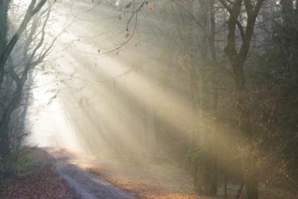 Soft rays of light illuminate path through foggy forest, light-flooded, forest path, sunrays,