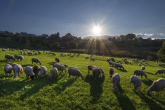 Sheep on a pasture in backlight with sun star, Beerbach, Middle Franconia, Bavaria, Germany