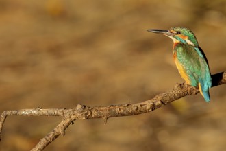 The plumage of the kingfisher (Alcedo atthis) shines even more impressively in the light of the