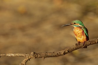 The plumage of the kingfisher (Alcedo atthis) shines in the light of the evening sun, Germany