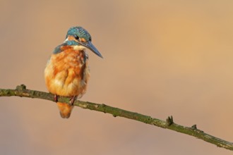 In a few seconds, the female kingfisher (Alcedo atthis) will plunge into the water and try to catch