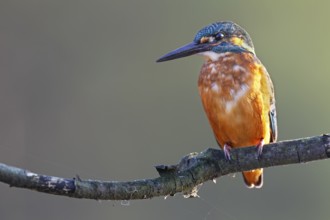 A male kingfisher (Alcedo atthis), easily recognisable by its black-coloured beak, on a perch,