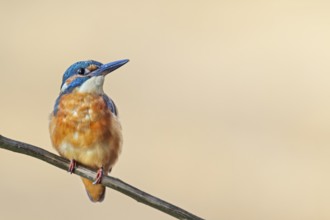The kingfisher (Alcedo atthis) is often referred to as a flying gemstone, Germany