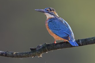 Kingfisher (Alcedo atthis) male in one of the many pond areas in Upper Lusatia, Germany